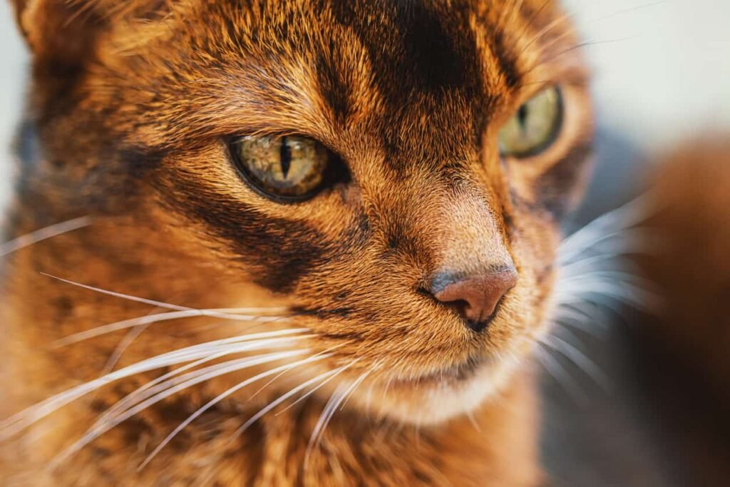 abyssinian cat