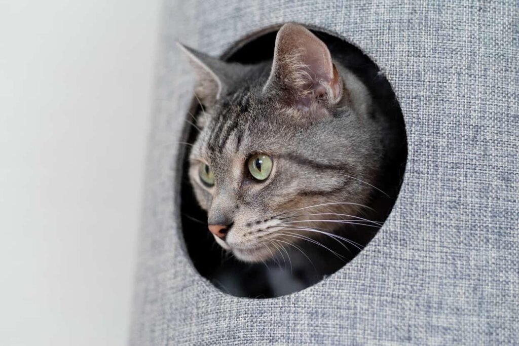 top benefits of a cat tunnel bed