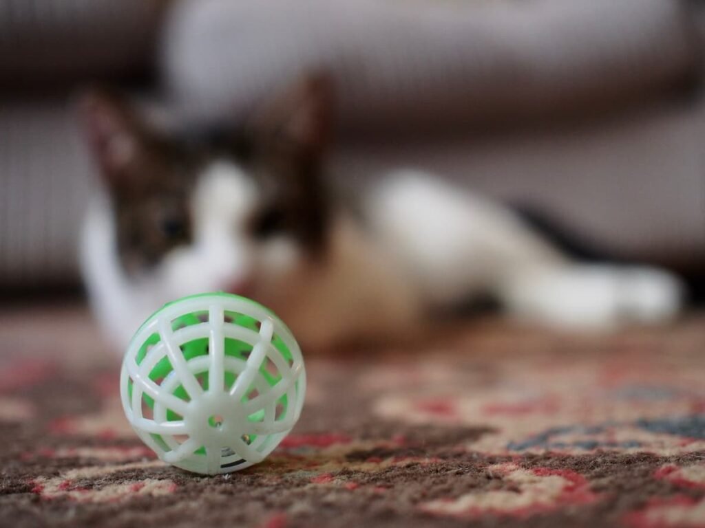 what is a cat toy ball