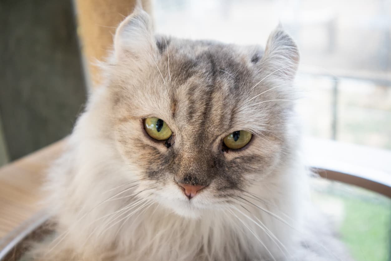 The American Curl Cat Breed