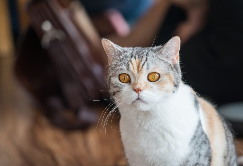 American Wirehair Cat: Unique Feline with Rare Coat