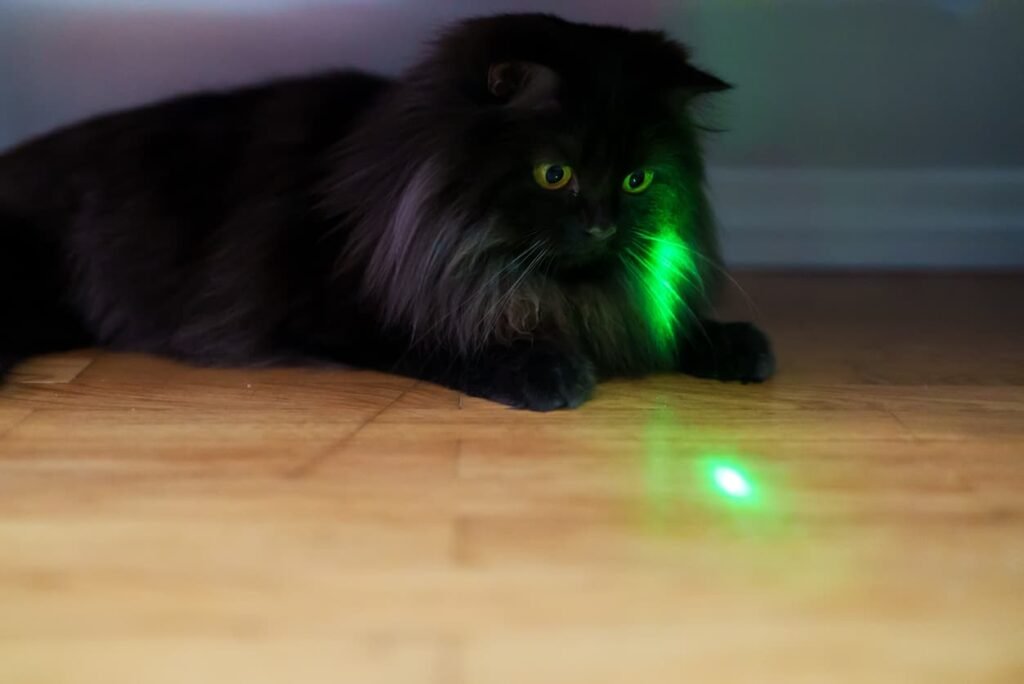 can cat toy lasers damage eyes