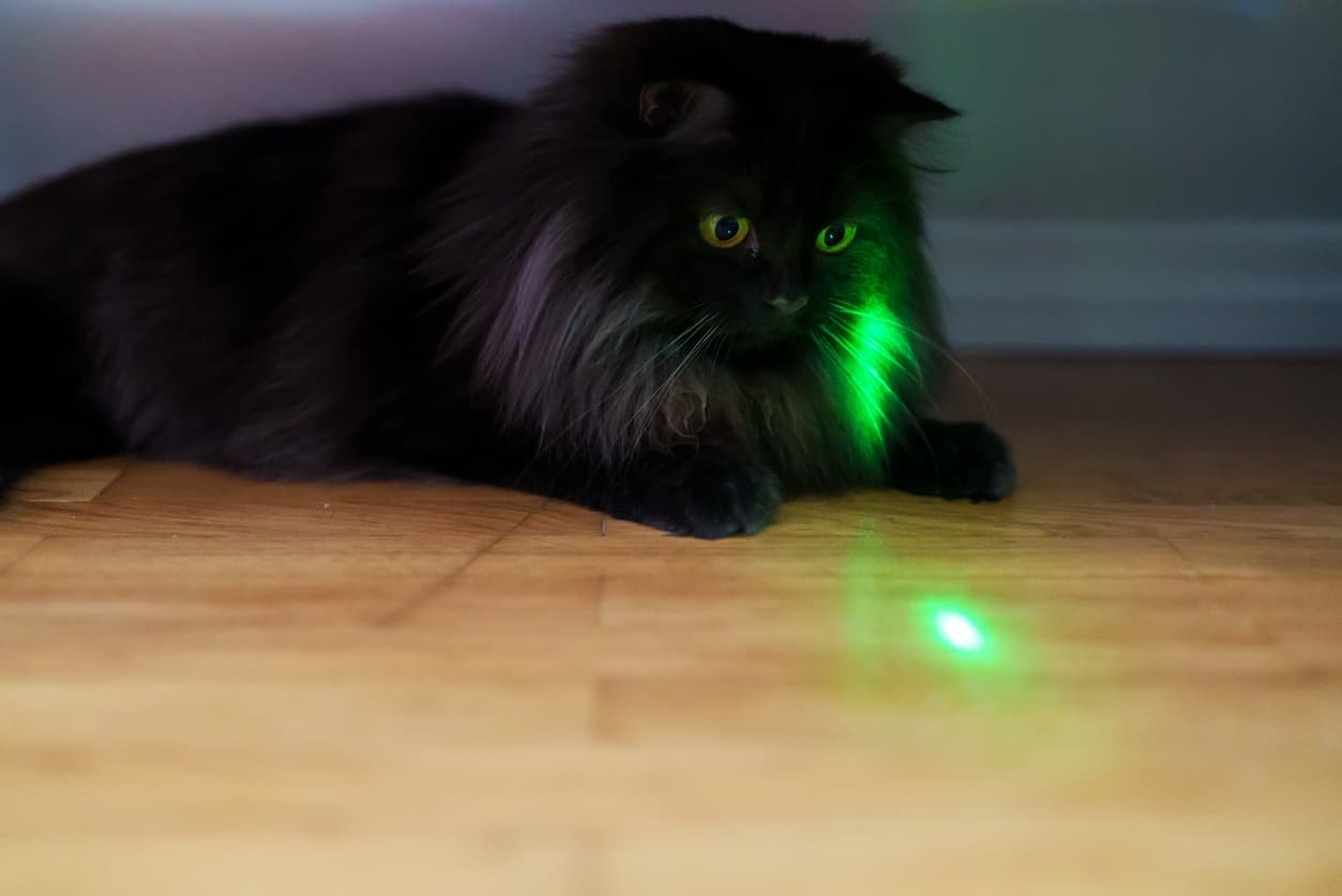 can cat toy lasers damage eyes