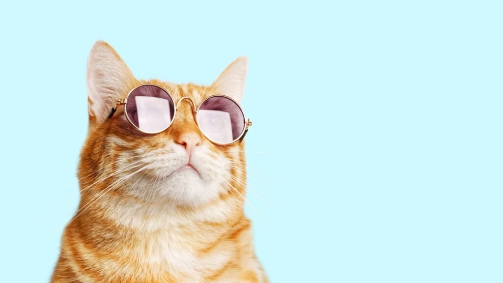 How Cats See: A Fascinating Look at Feline Vision