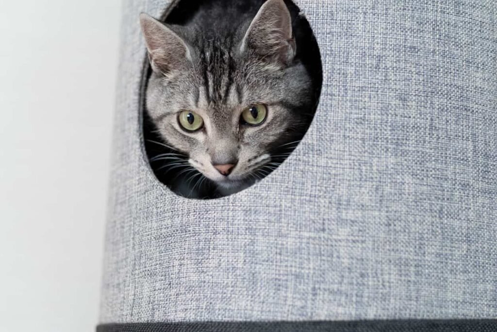 Cat Tunnel Bed Benefits: 10 Reasons Cats Love It