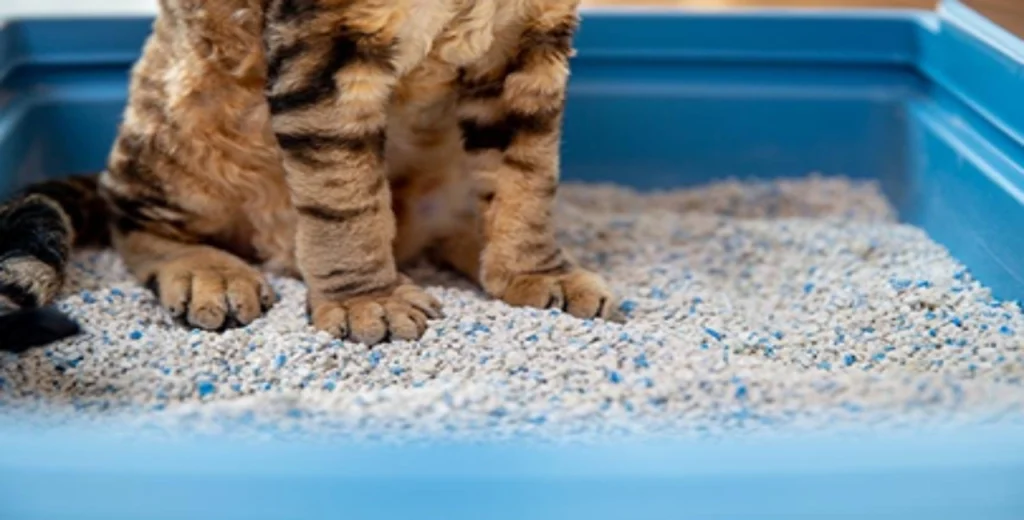 How to Litter Train a Kitten: 7 Simple Steps