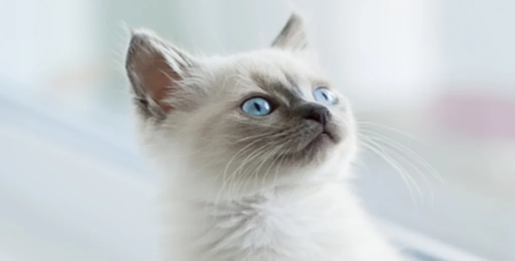 Birman Cat: Personality, Care, and Breed Insights