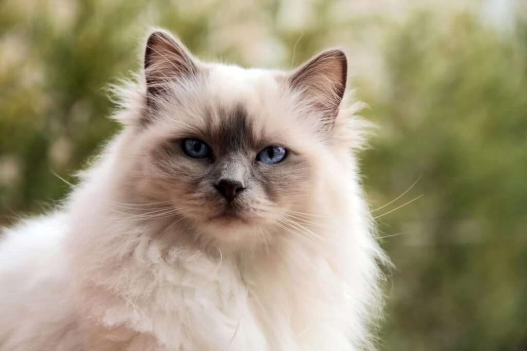 Birman Cat: Personality, Care, and Breed Insights