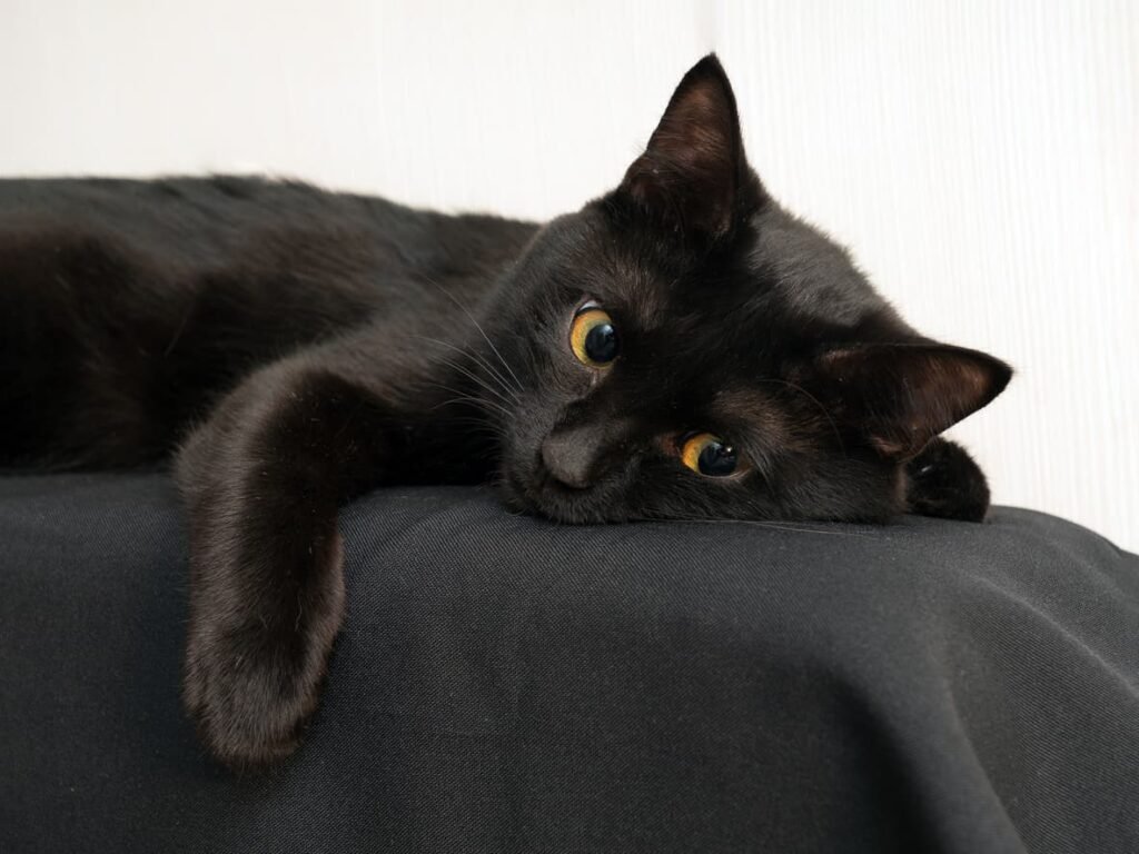 Bombay Cat: Traits, Care Tips, and Unique Features