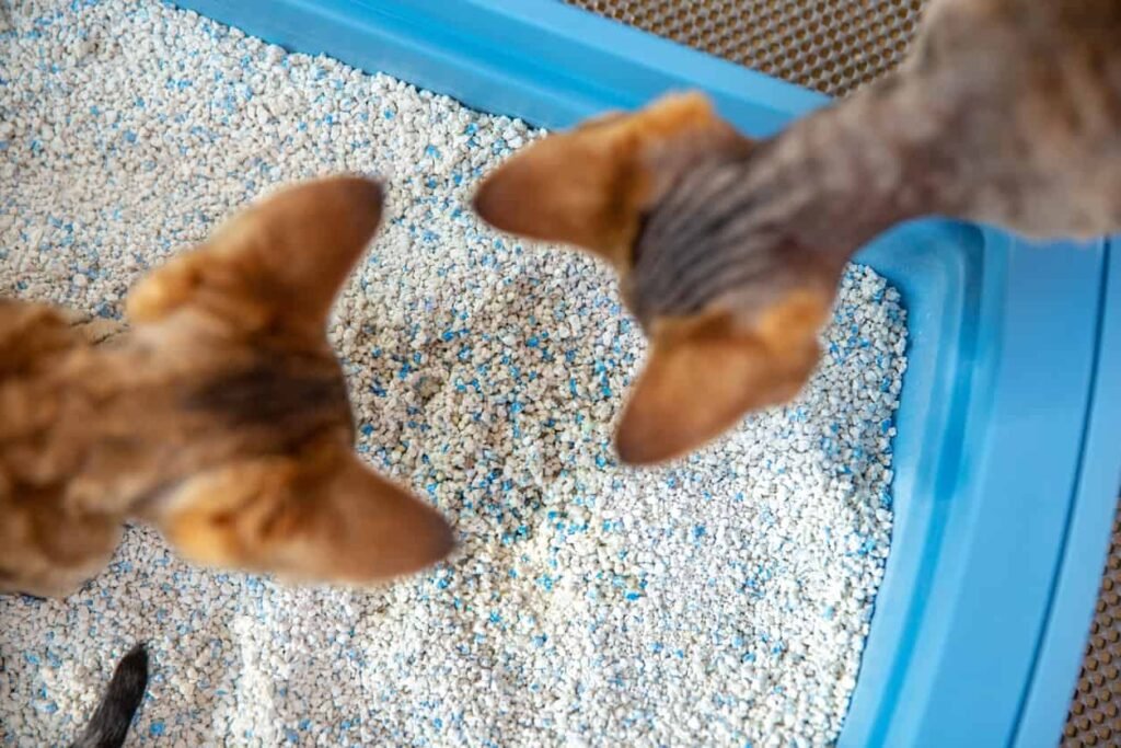 How to Litter Train a Kitten: 7 Simple Steps