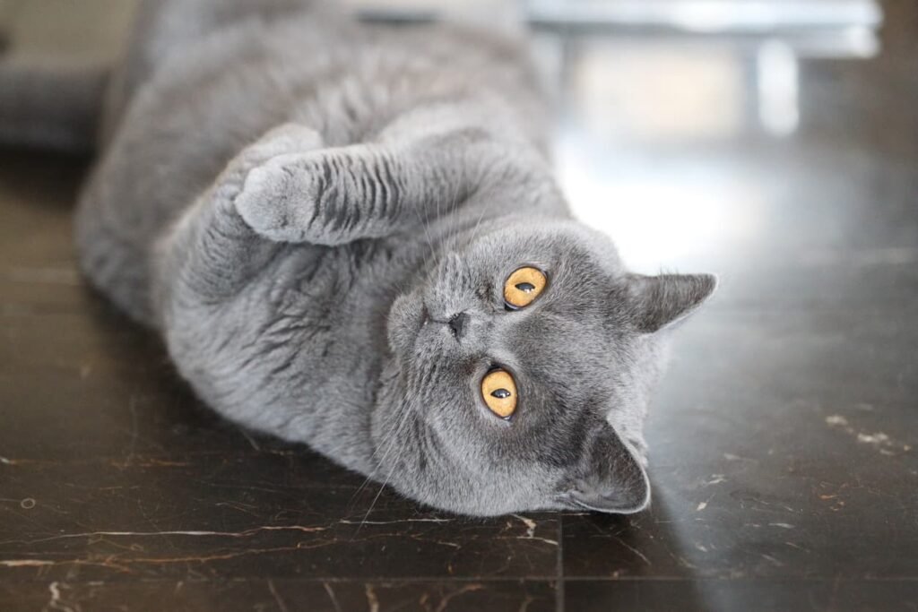 british shorthair cat rolling over