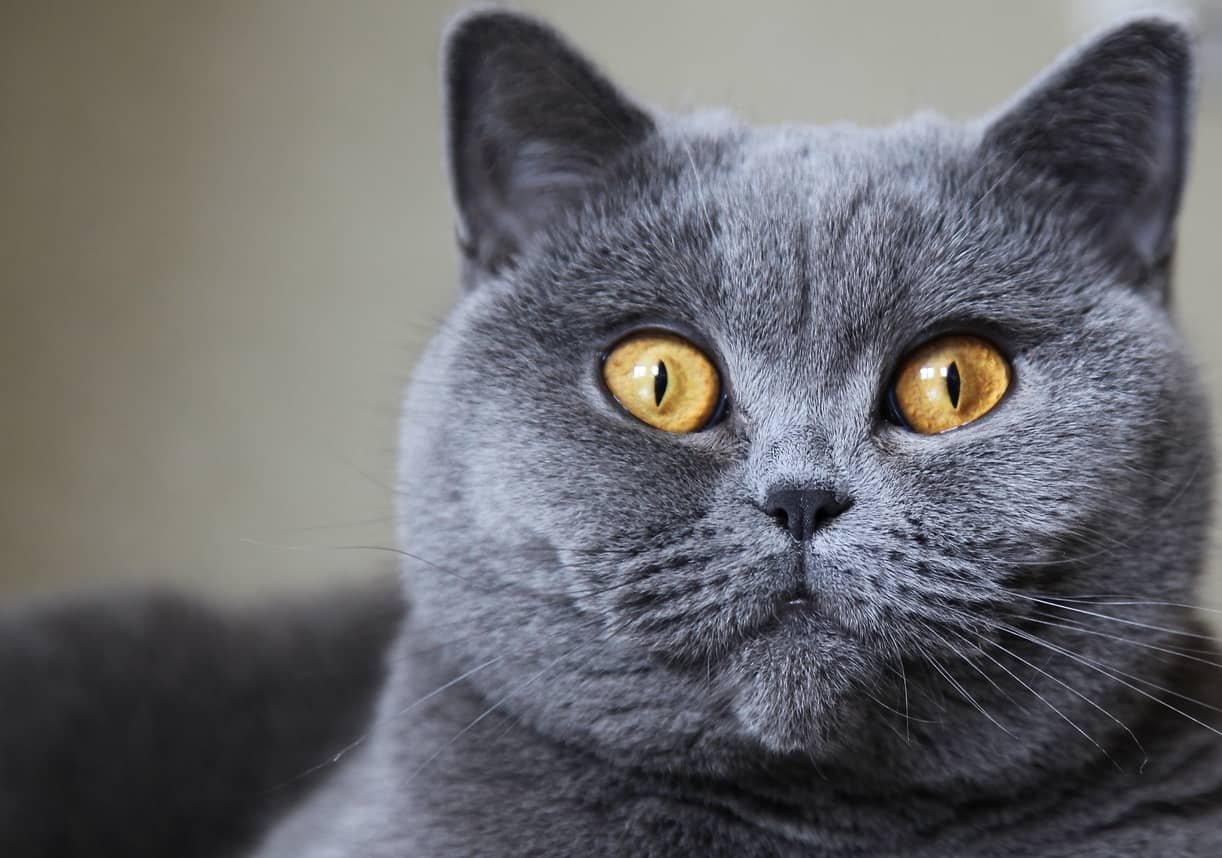 british shorthair cat looking