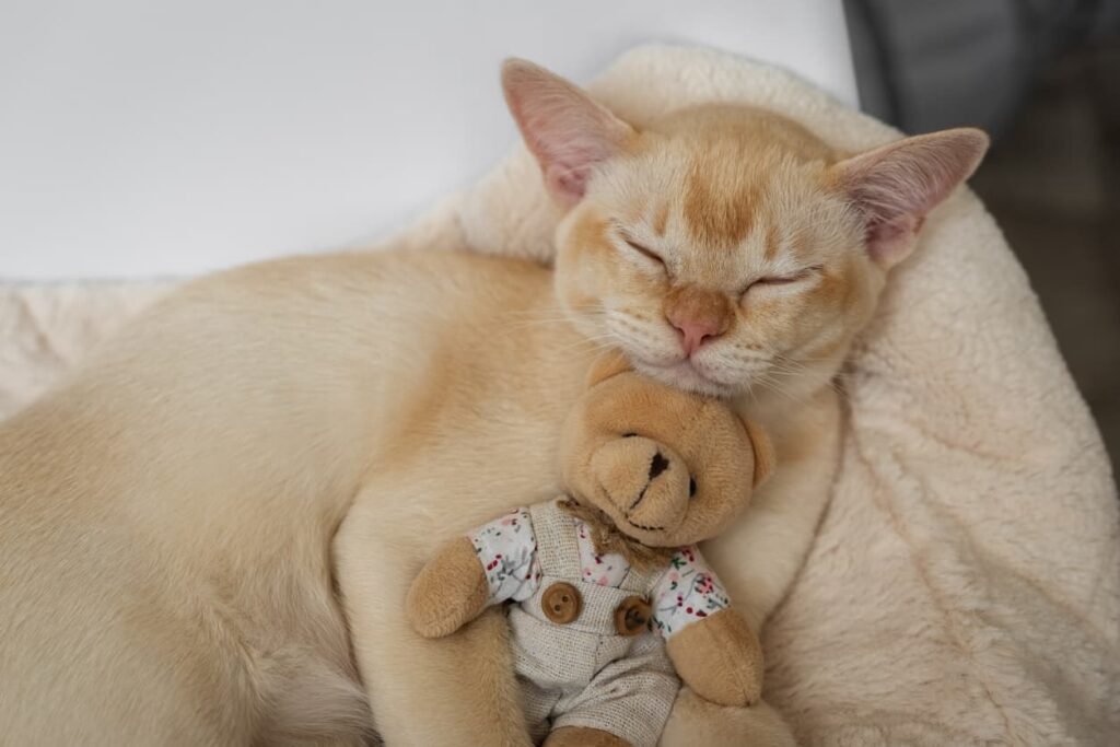 The Burmese Cat: A Loving and Playful Companion