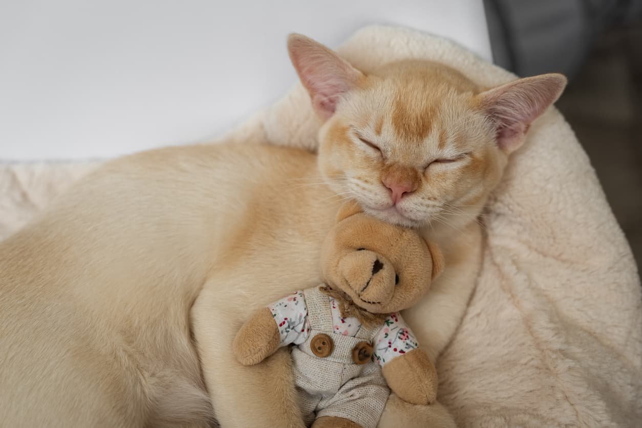 burmese cat sleeping with toy