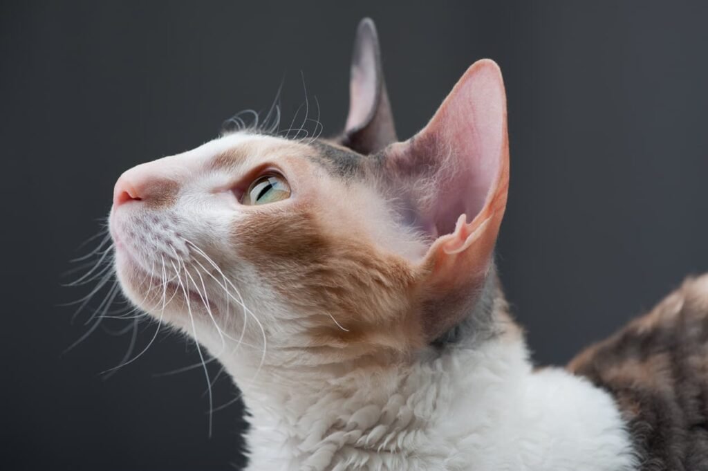 Cornish Rex Cat looking to sky