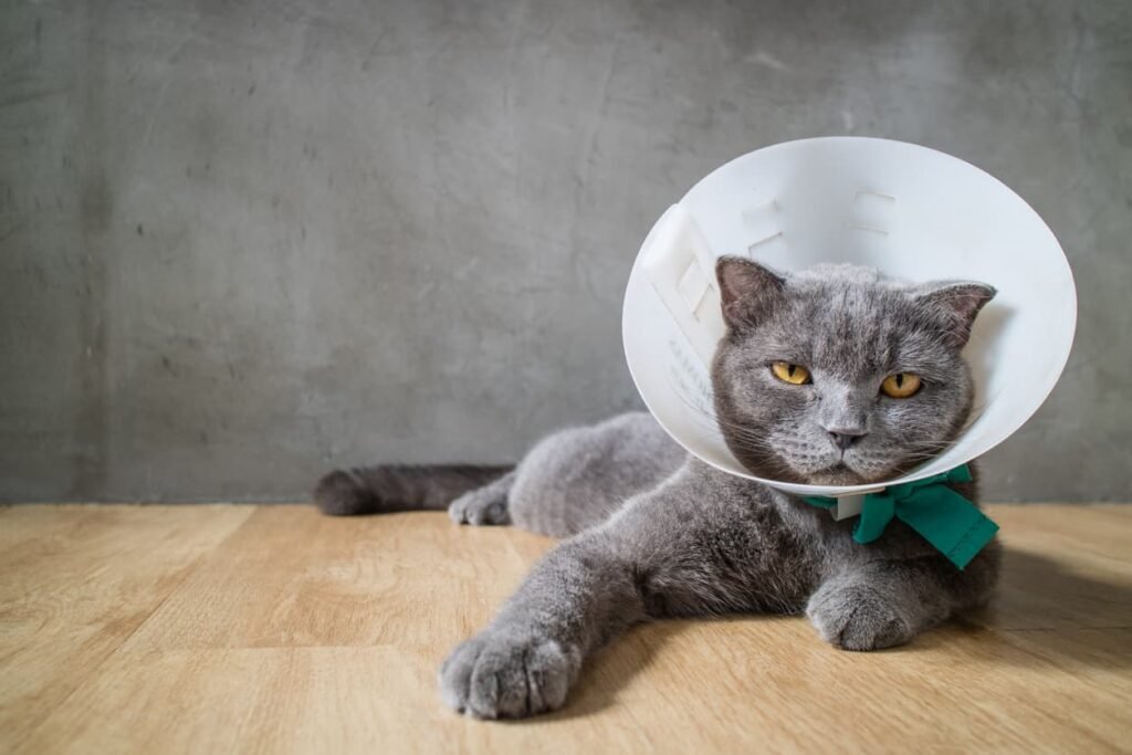 How Cat Can Eat With Cone, a grey cat with cone