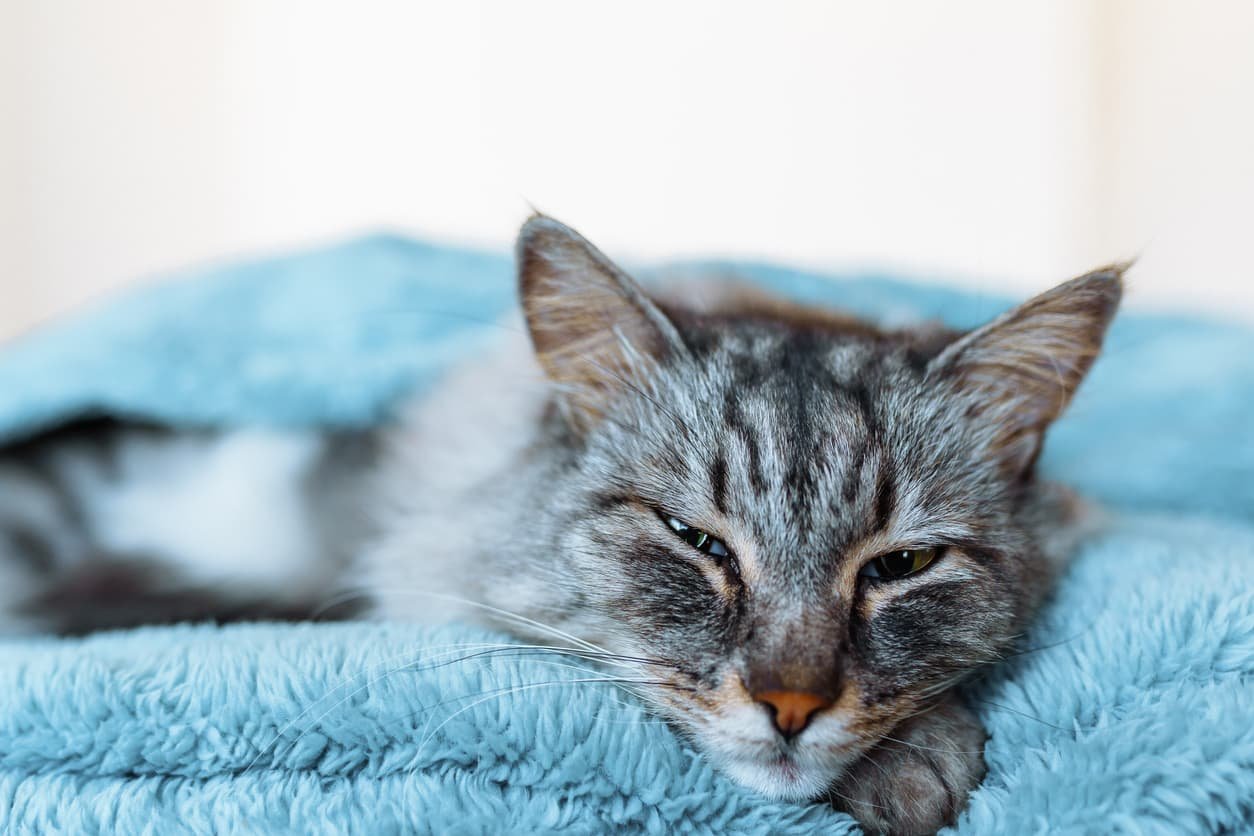 How Do Cats Purr a cat on towel