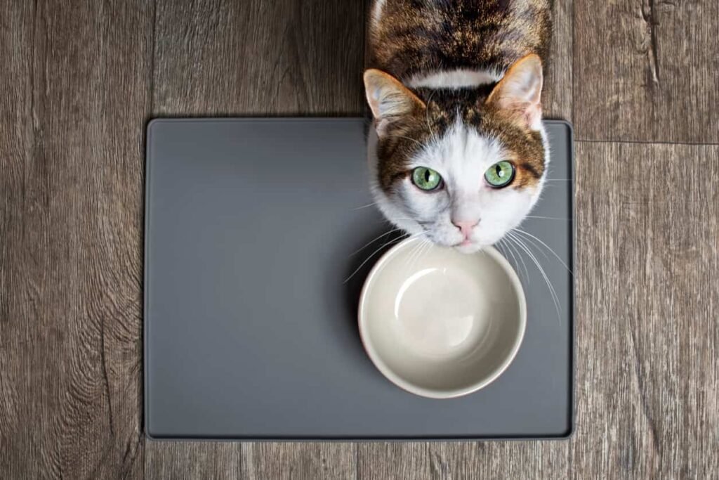 How Much Should You Feed a Cat? Essential Guide for Care