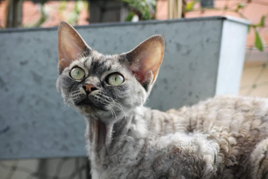 devon rex cat looking