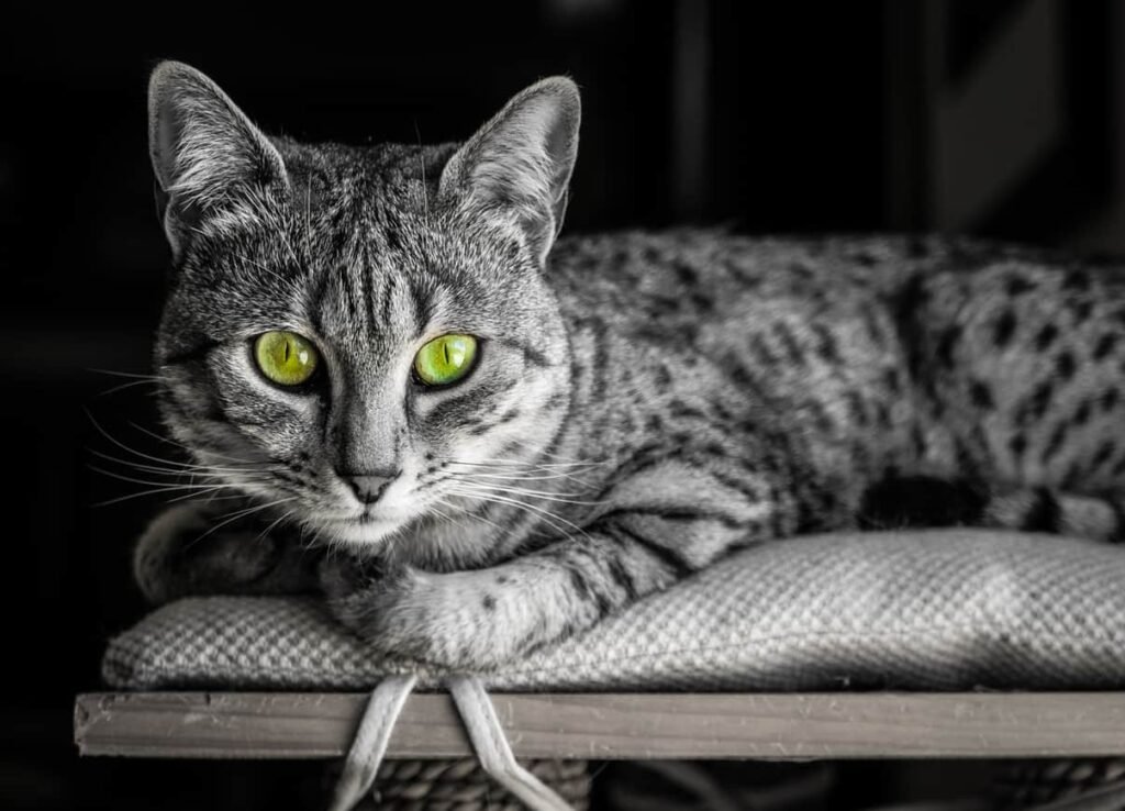 Egyptian Mau black and white image