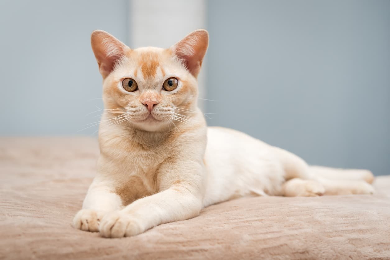 European Burmese cat breed with expressive eyes and muscular build