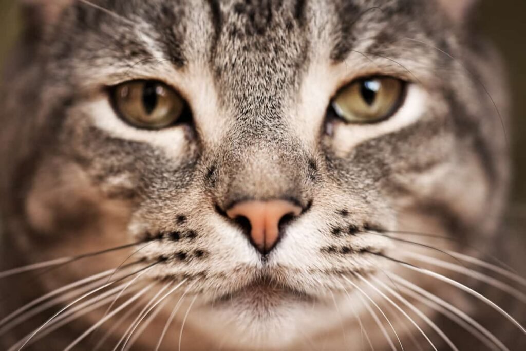 highlander cat face close up